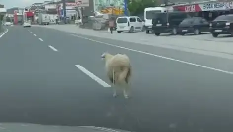 Yalova'da Kaçan Kurbanlıklar Trafiği Felç Etti: O Anlar Kamerada!