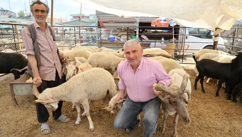 Kurban Pazarı Bu Yıl 4 Boynuzlu Koçlarla Göz Kamaştırıyor