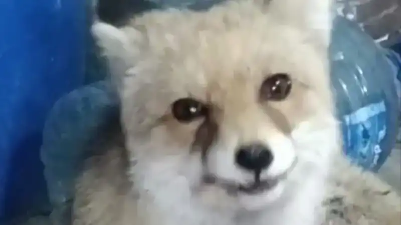 Bahçesine Giren Tilkilere Sevgiyle Yaklaşan Adamın Hikayesi