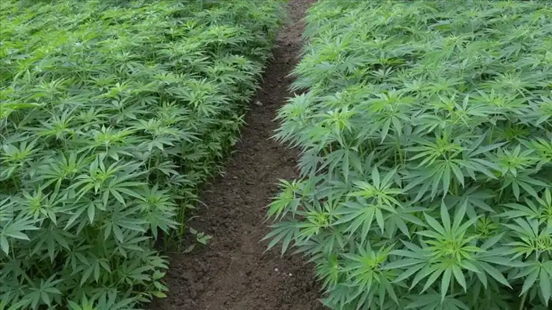 Kenevir Yetiştiriciliğinde Dönüm Noktası: 21 İl İçin Yeni Karar Resmi Gazete'de Yayınlandı