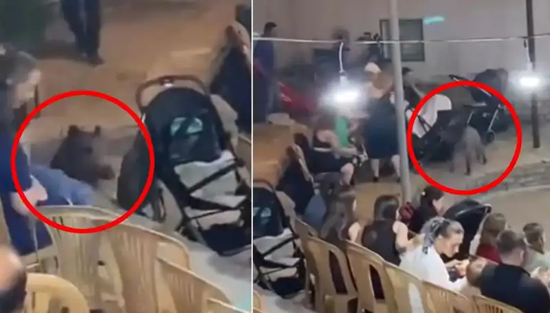 Yaban Domuzu Düğün Törenine İki Ayakla Girdi: Gelin ve Damat Şaşkın!