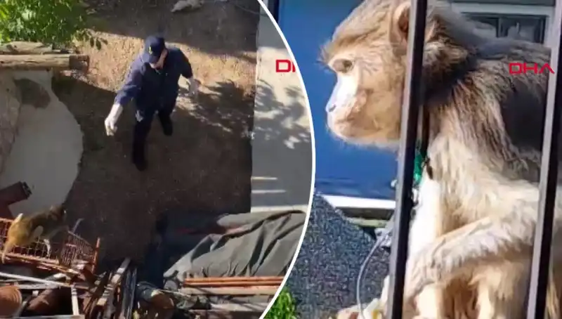 Muğla'da Eğlenceli Maymun Kovalamacası: Mahalleli Ne Olacak?