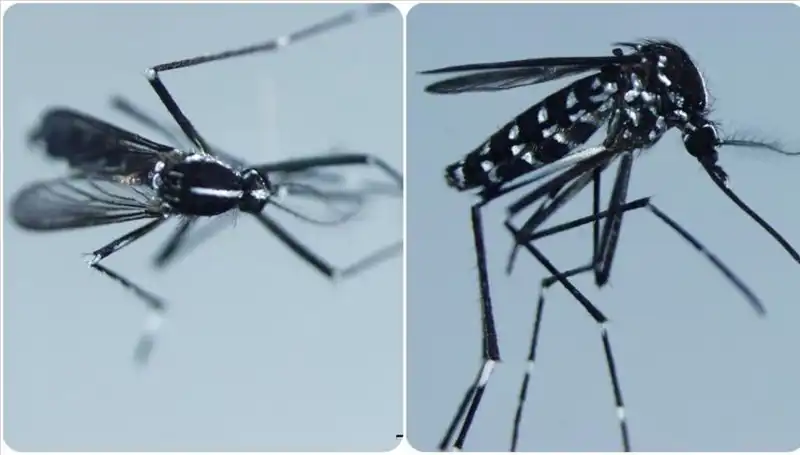 Chikungunya Virüsü Hakkında Bilmeniz Gerekenler: Belirtiler ve Yayılma Ülkeleri