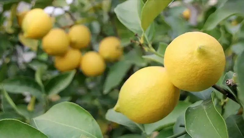 Limon Fiyatlarında Şok Artış: Adedi 24 Lira Oldu!