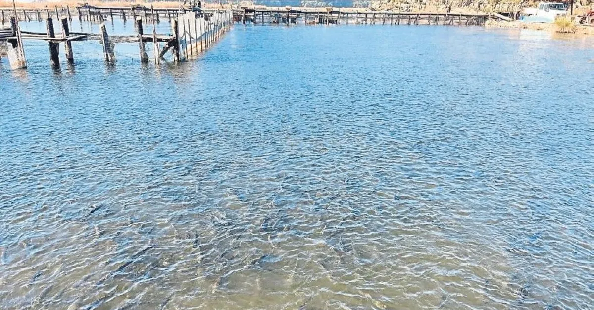 Dalyan’da Milyonlarca Kefal Göçü Başladı: Doğa Harikası Görüntüler