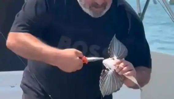 Saros'ta Eşsiz Bir Görüntü: Nadir Kırlangıç Balığı Oltaya Takıldı