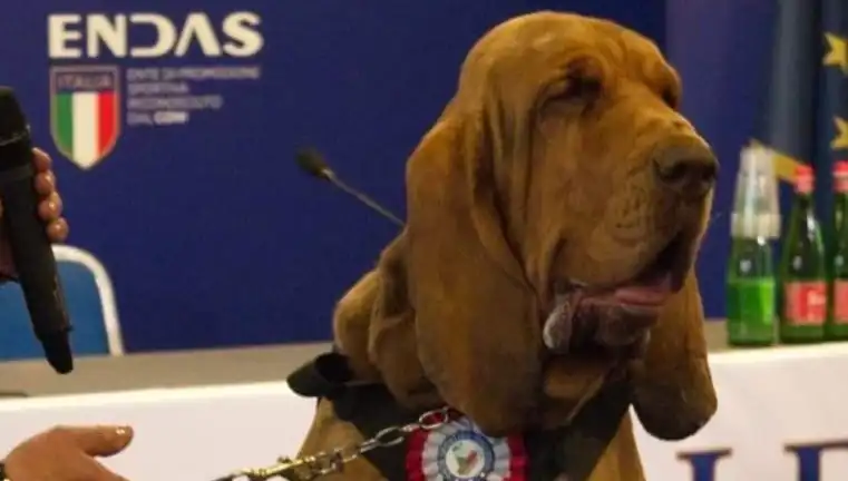 Arama Köpeğine Suikast Gibi Saldırı: Çivili Sosisle Öldürüldü