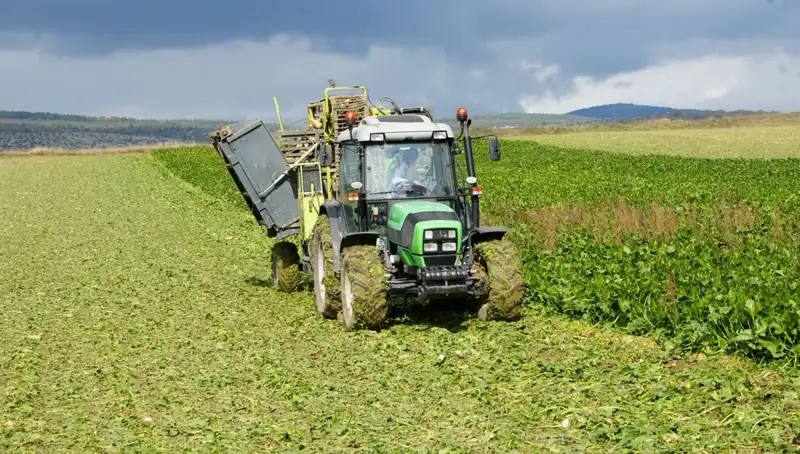 Kastamonu’da Pancar Hasadı Başladı: Tarımda Yeni Dönem