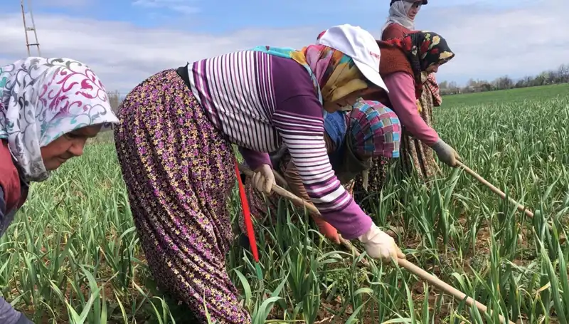 Beyaz Altın: Dünyayı Saran Eşsiz Bir Lezzet ve Ekonomik Fırsatlar