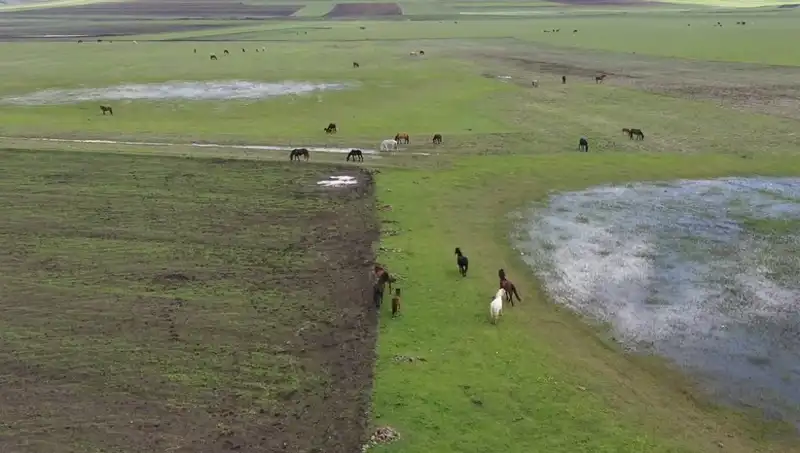 Kars'ta Yılkı Atları: Doğanın Yeniden Doğuşunu Keşfedin