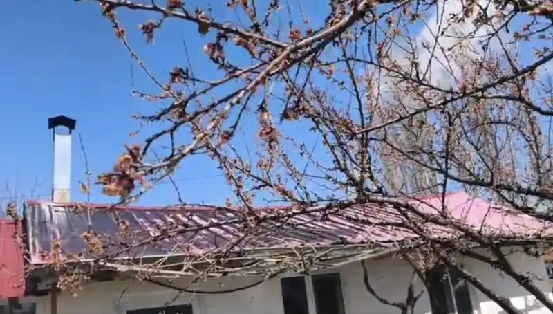 Dondurucu Soğuklar Kayısı Üreticilerini Tehdit Ediyor: Korkulan Başladı!