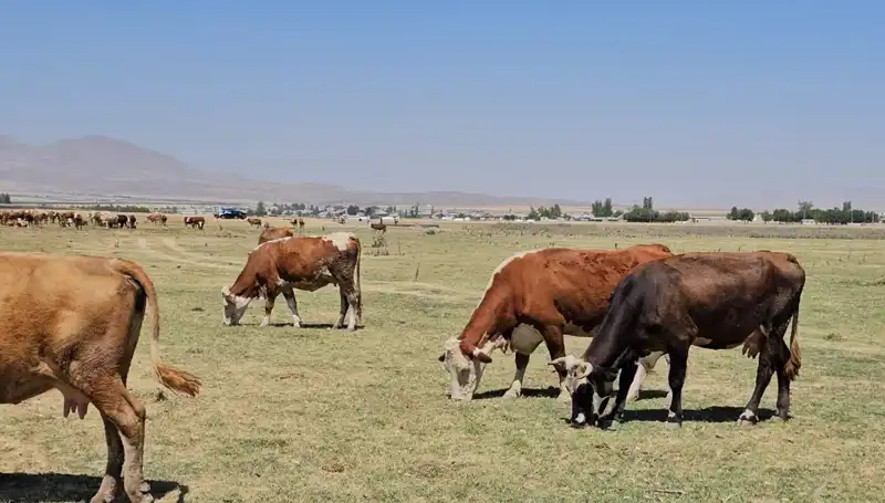 Arin Gölü Neden Kurudu? Su Sıkıntısının Çarpıcı Sebepleri!