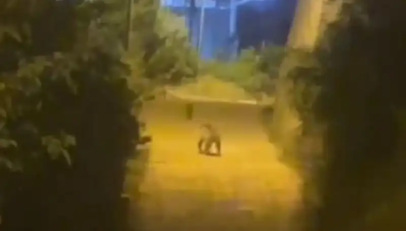 Gümüşhane Şehir Merkezine İnen Ayı Korku Dolu Anlar Yaşattı