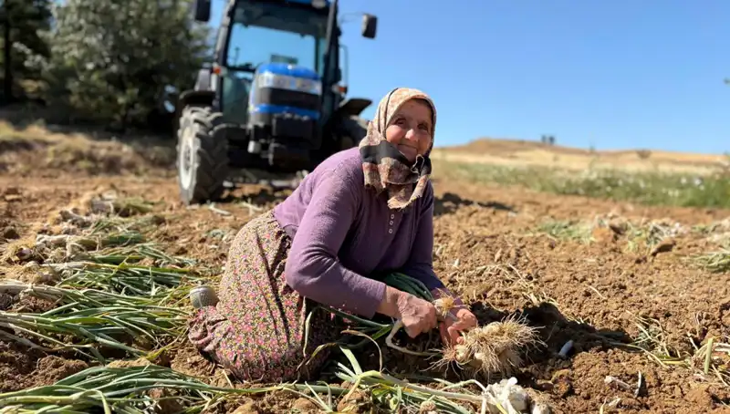 Selenyum Zengini Bitki, Tarladan Günlük 1200 Liraya Toplanıyor!