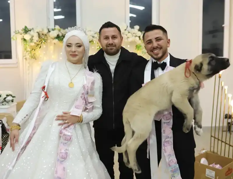 Düğün Pastası Değil, Çoban Köpeği: Yeni Gelin-Damat Geleneği!