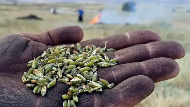 Firik Sezonu Başladı: Geleneksel Lezzetin Modern Yorumu