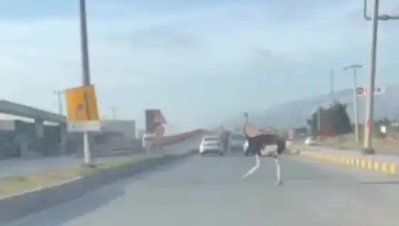 Trafikte Deve Kuşu Görülmesi Sürücüleri Nasıl Şaşırttı?
