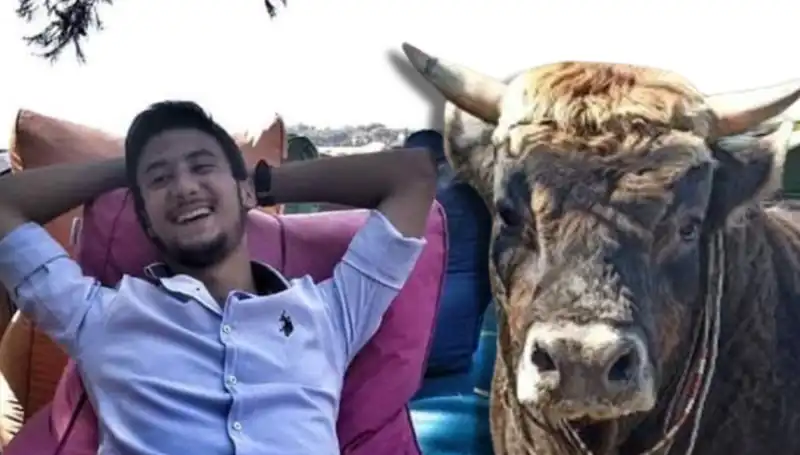 Aydın'da Güreş Boğası Neden Can Aldı? Dehşet Verici Olayın Ayrıntıları
