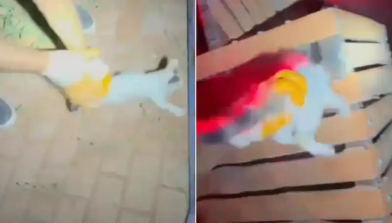 İtfaiye Ekipleri Gece Yarısı Kediyi Kurtarmak İçin Seferber Oldu