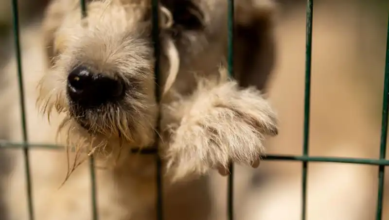 İş Stresi Köpekleri Vuruyor: Sahipleri Dikkat Etmeli!