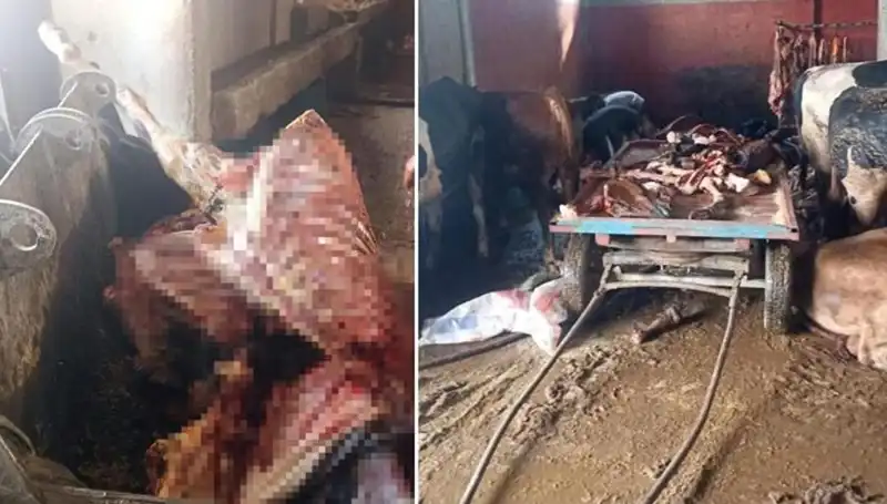 Adana'da Yerle Bir Olan At Eti Skandalı: 2,5 Ton Ele Geçirildi!