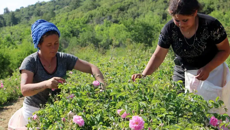 Zirai Don Etkisi: Güllerde Beklenen Verim Nasıl Etkilendi?