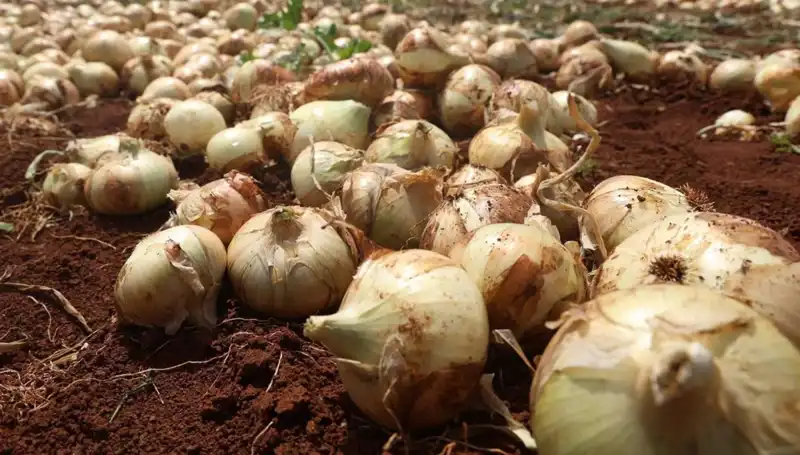 Hatay'da Soğan Hasadı Başladı, Çiftçilerin Yüzü Gülüyor!