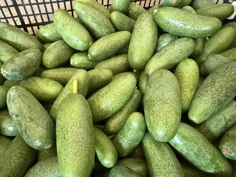 Antalya'nın Mücevheri: Yüksek Rekolte ile Dünya Pazarına Açılıyor