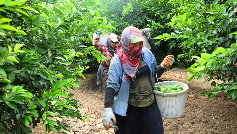 Markette Patates Fiyatları Uçuşa Geçti: Yeni Hasat Beklentileri Neler?