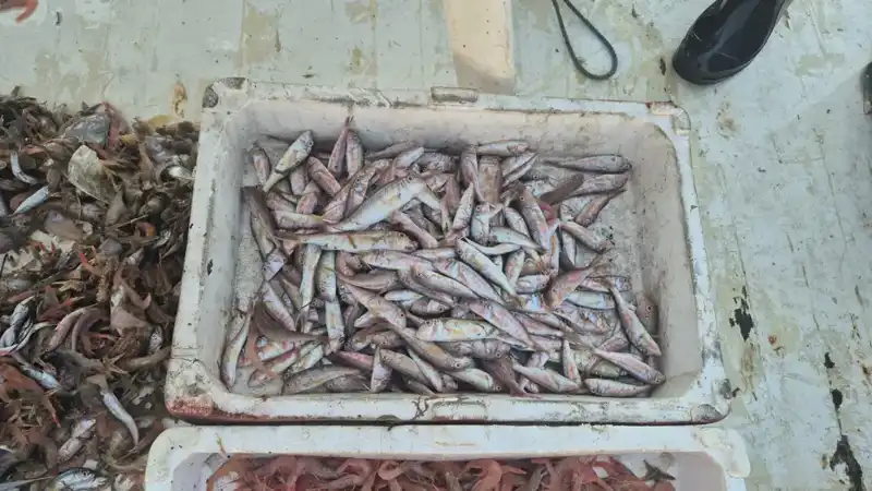 Denizden Gelen Lezzetler: Taze Balık Zamanı!